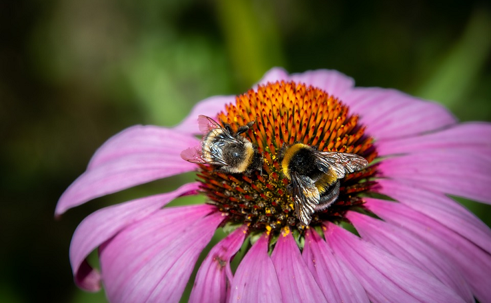 La Commissione adotta rigorosi limiti di residui di pesticidi per proteggere gli impollinatori