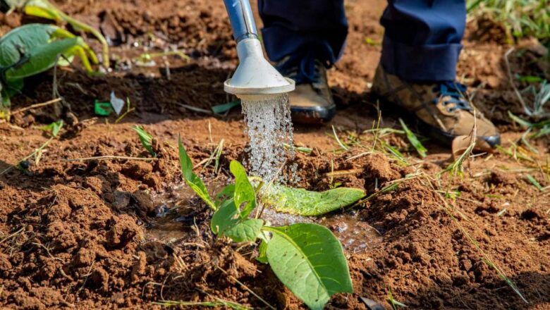 La Commissione offre chiarimenti sul sostegno agli agricoltori in caso di eventi meteorologici eccezionali
