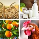 Le esportazioni agroalimentari dell’UE hanno raggiunto un livello record di 235,4 miliardi di € nel 2024
