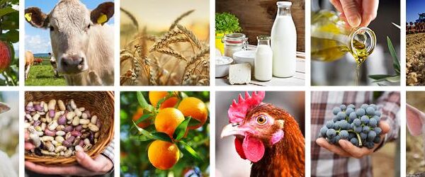 Le esportazioni agroalimentari dell’UE hanno raggiunto un livello record di 235,4 miliardi di € nel 2024