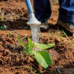 La Commissione semplifica la politica agricola comune per sostenere gli agricoltori e rafforzare la competitività
